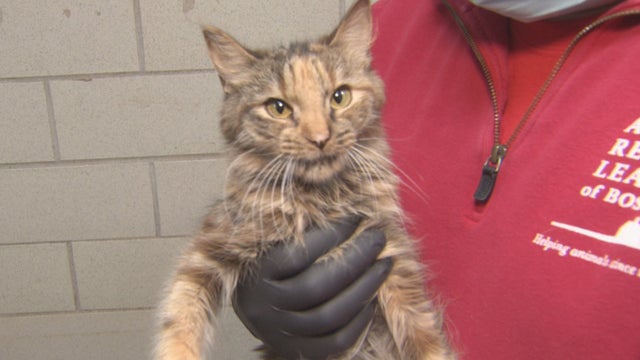 BOSTON-ARL-CATS-RESCUED-1_frame_10625-1.jpg 