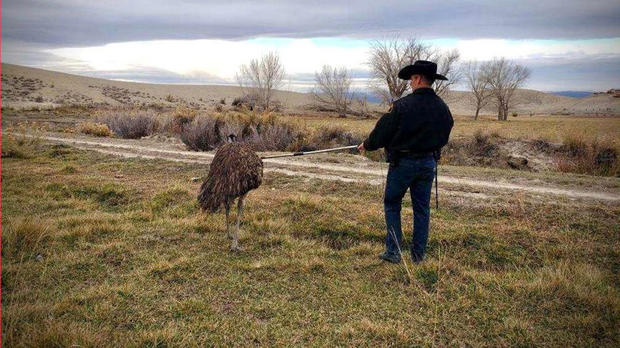 emu caught 