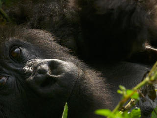 New study in Rwanda shows gorilla orphans thrive thanks to strong social  ties - RFI