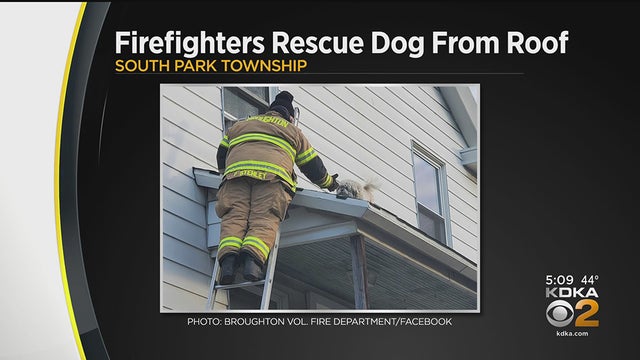 fire-fighters-rescue-dog.jpg 