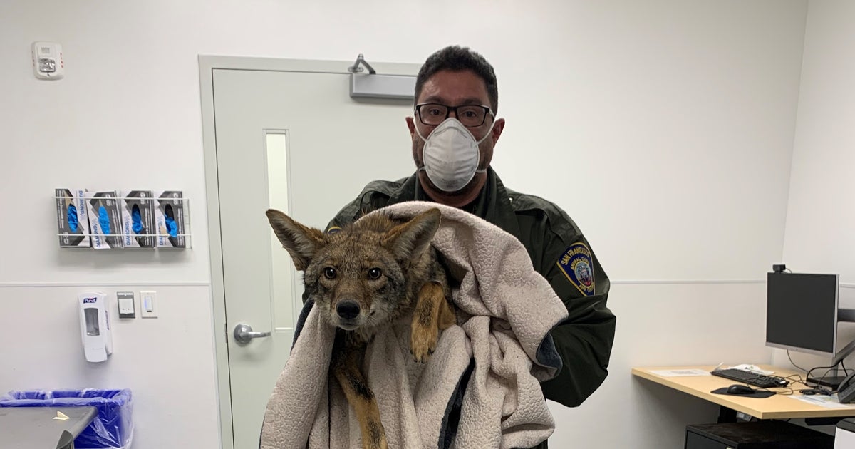 UPDATE: Coyote Rescued from San Francisco Bay Treated, Released - CBS ...