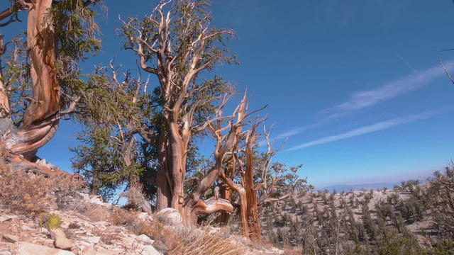 nature-bristlecone-pines-843930-640x360.jpg 