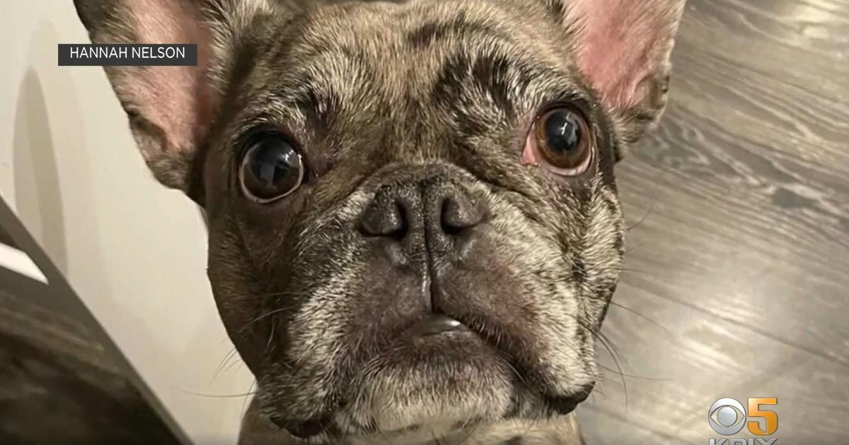 French Bulldog Stolen From Car in Oakland – NBC Bay Area