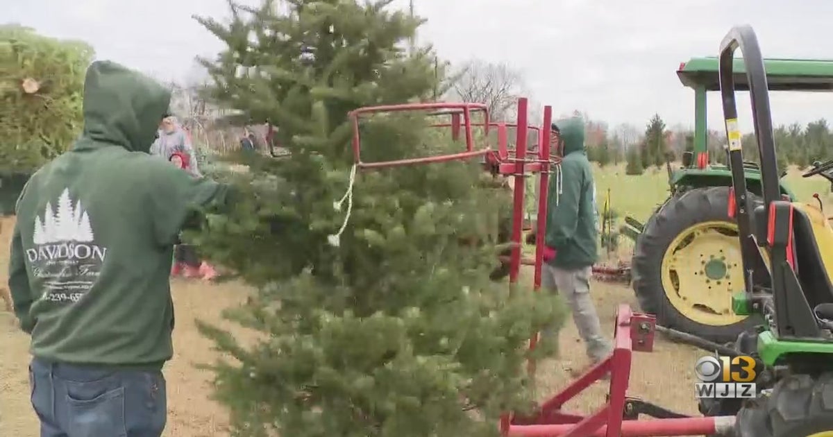 One Family Business Expects A Surge In Customers After Christmas Tree ...