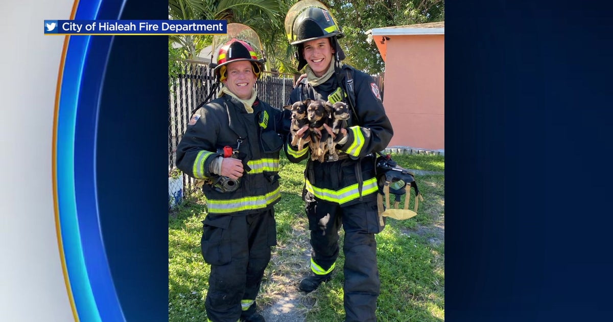 Five Puppies Rescued From Hialeah House Fire - CBS Miami