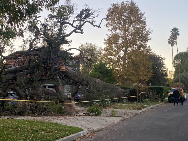 Man Killed After Large Tree Topples Onto Encino Home 