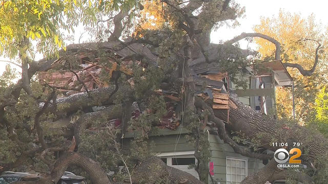 encino-tree-kills-man.jpg 