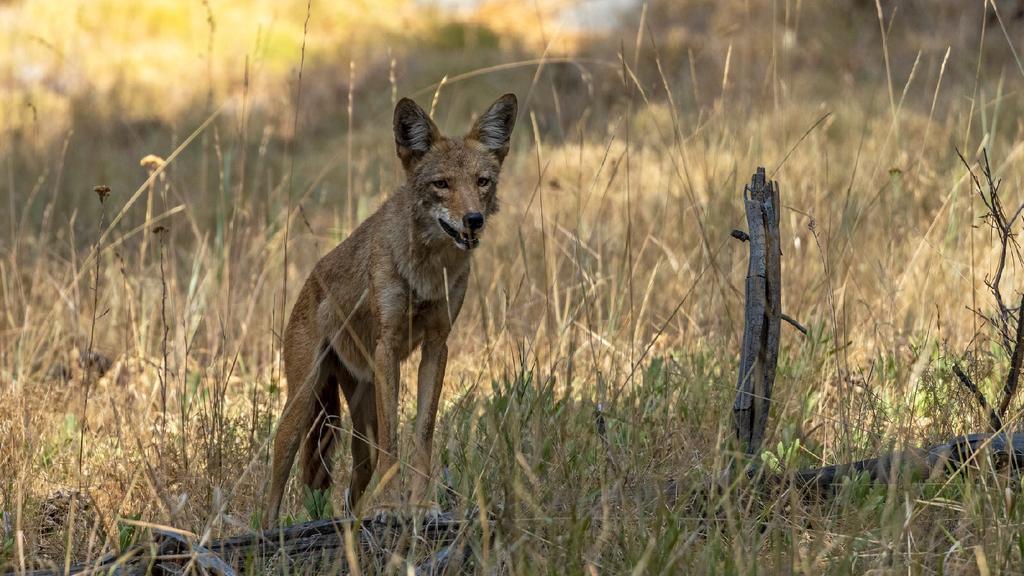 Dealing With Urban Coyotes