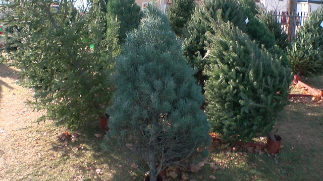 5p-PKG-Dry-Xmas-Trees_WCCO0LPT.jpg 