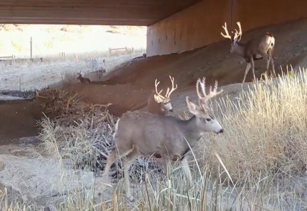 deer wildlife underpass I-25 