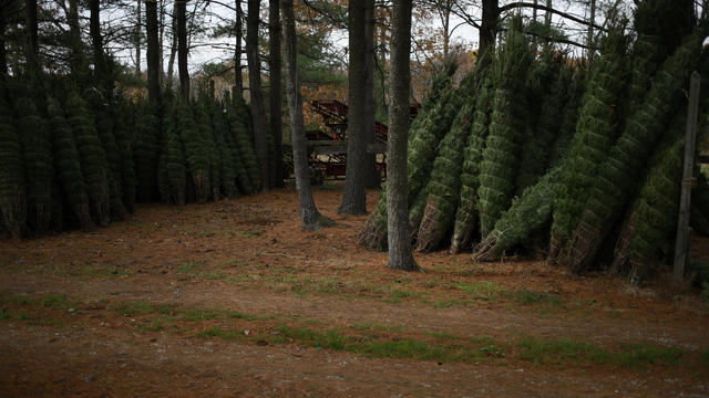 Strathmeyer Christmas Trees Ahead Of Holiday Season 