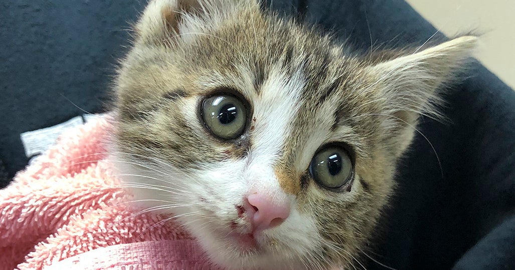 Kitten Rescued from Highway 101 Near Burlingame Now Up for Adoption ...