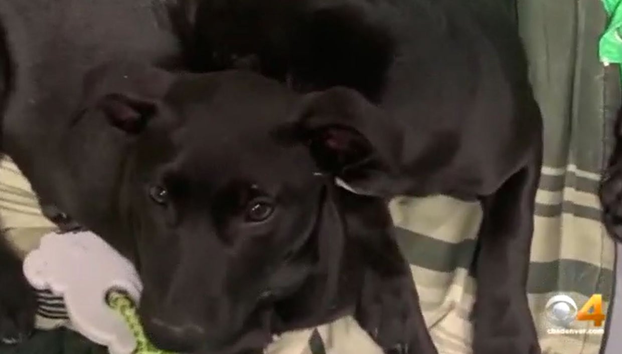 puppy 