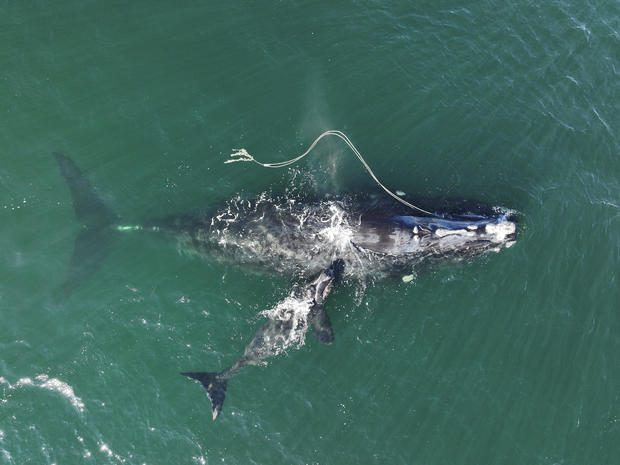 Right Whales Entangled Birth 