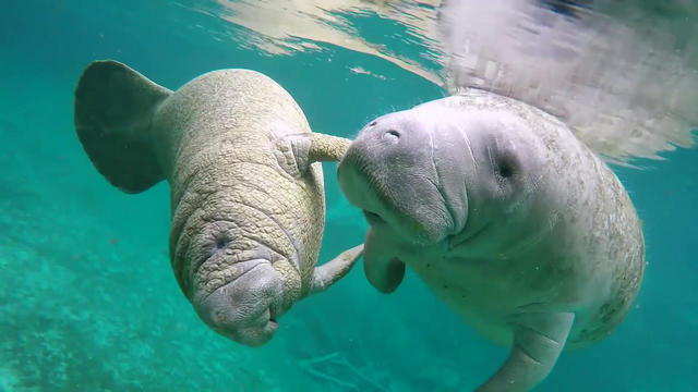 Manatees 