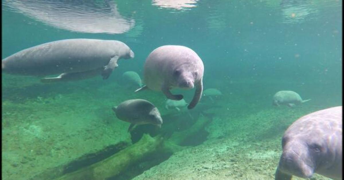 Scientists using creative solutions to protect, rescue manatees after ...