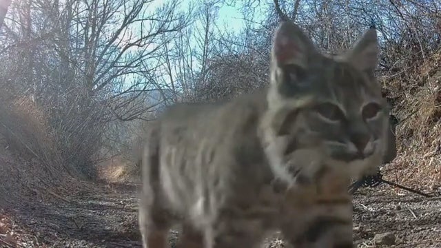 CPW-bobcat-hunt_lasklba_frame_802.jpeg 