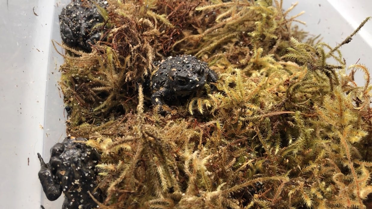 Denver Zoo And Colorado Parks And Wildlife Team Up To Save Endangered ...