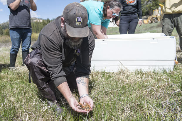 Boreal Toad Release - June 3, 2019 