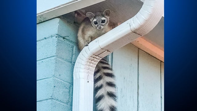 ringtail-in-englewood.jpg 
