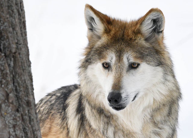 Sibi, Mexican Wolf 