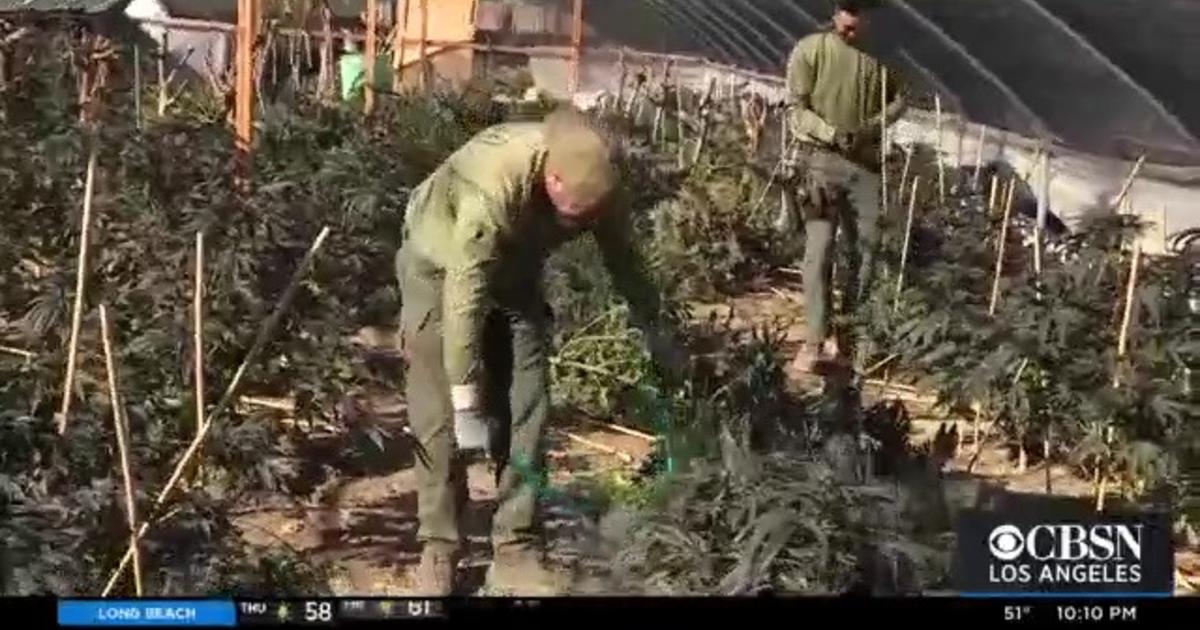 Illegal pot farms have invaded the California desert - Los Angeles