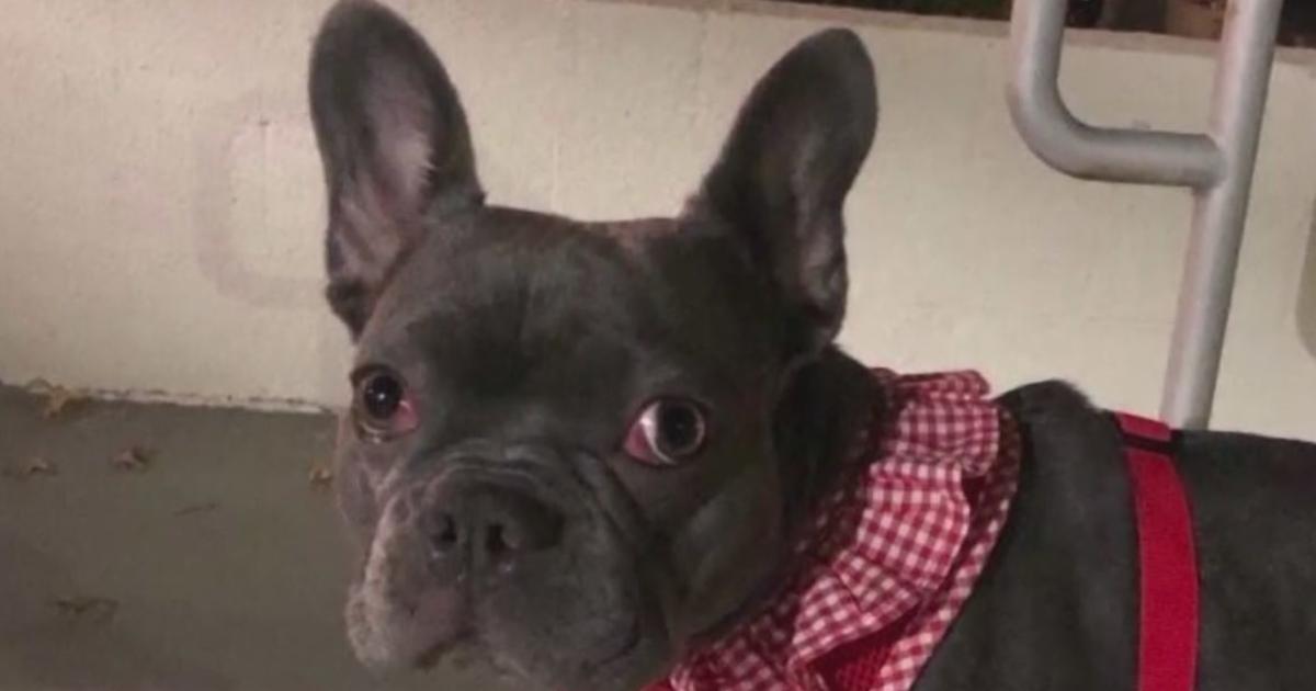 Tourist desperate to find stolen French bulldog