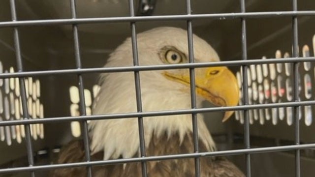 43VO_GLOUCESTER-COUNTY-EAGLE-SAVED_frame_530.jpg 