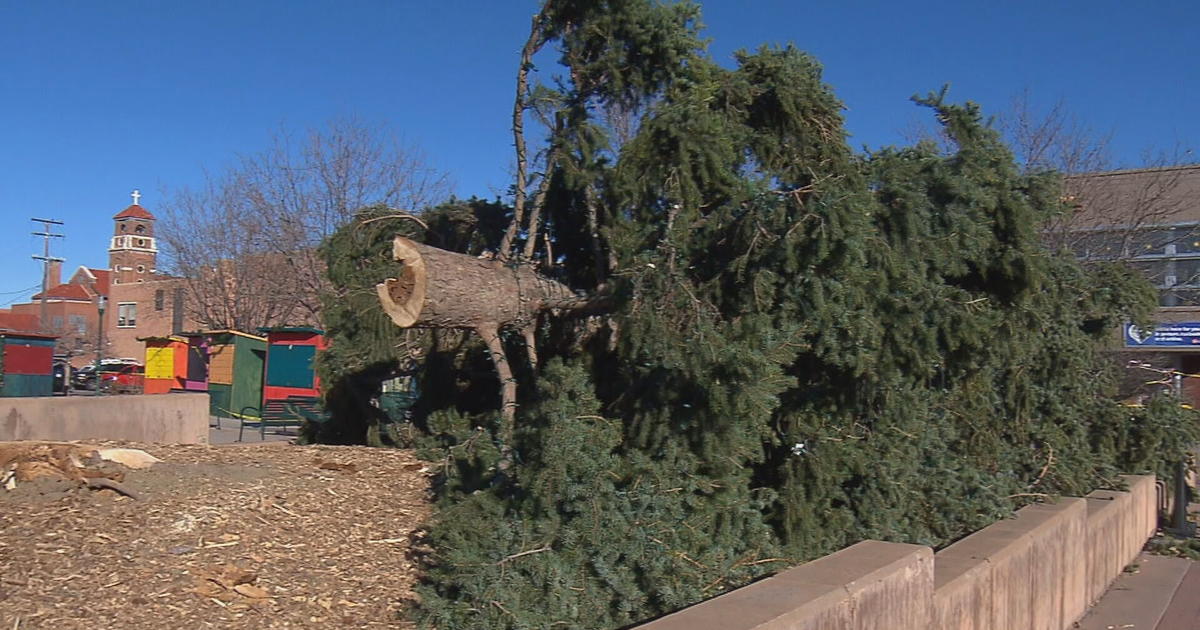 Olde Town Arvada Christmas Tree Succumbs To Ferocious Wind CBS Colorado