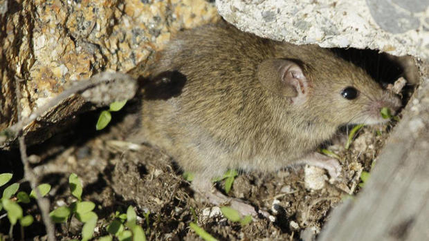 Mice in the Farallones 
