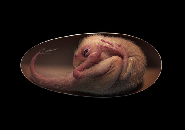 life-reconstruction-of-a-close-to-hatching-oviraptorosaur-dinosaur-embryo-based-on-the-new-specimen-baby-yingliang-credit-lida-xing.png 