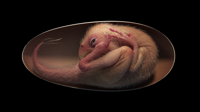 life-reconstruction-of-a-close-to-hatching-oviraptorosaur-dinosaur-embryo-based-on-the-new-specimen-baby-yingliang-credit-lida-xing.png 