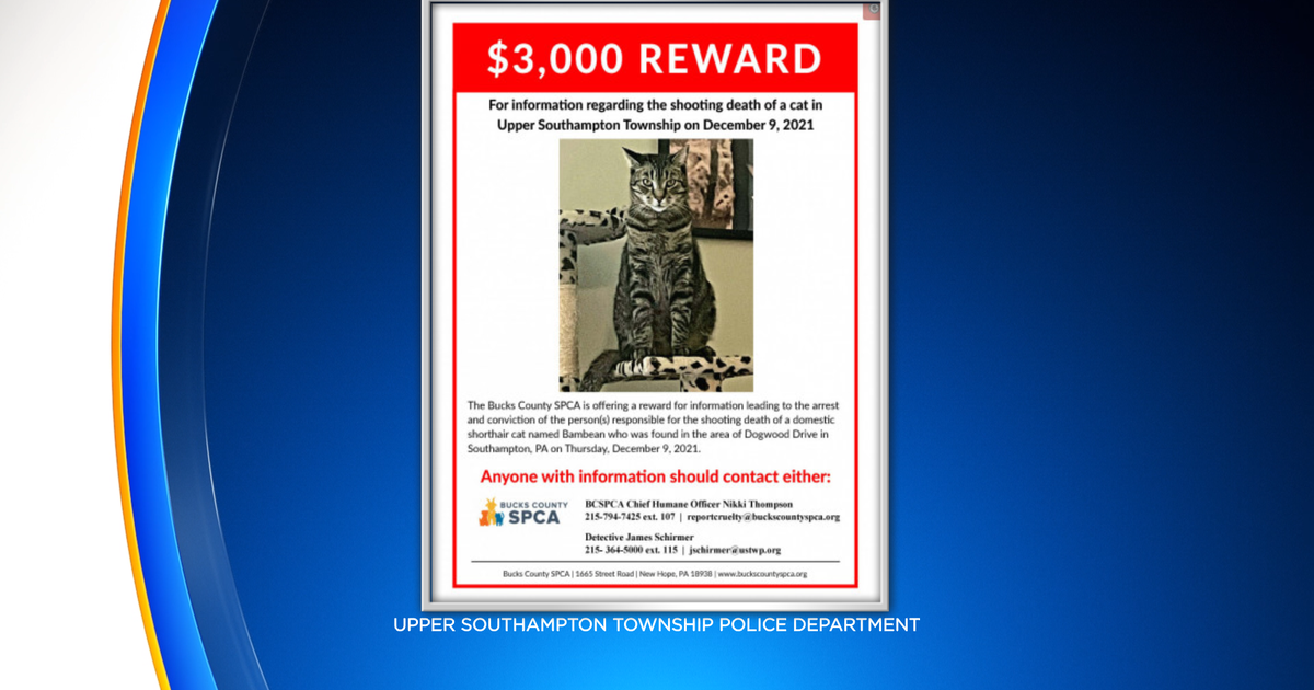 Bucks County SPCA Offering $3,000 Reward After Cat Was Shot, Killed In ...