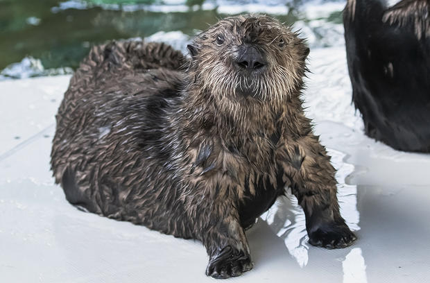 aquariumofpac rescued otter 