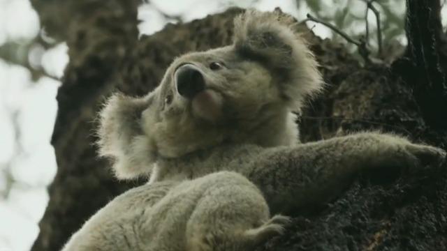 cbsn-fusion-australia-races-to-protect-koala-population-ahead-of-wildfire-season-thumbnail-862826-640x360.jpg 