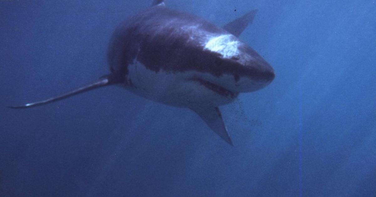 Woman attacked by shark while swimming near San Diego