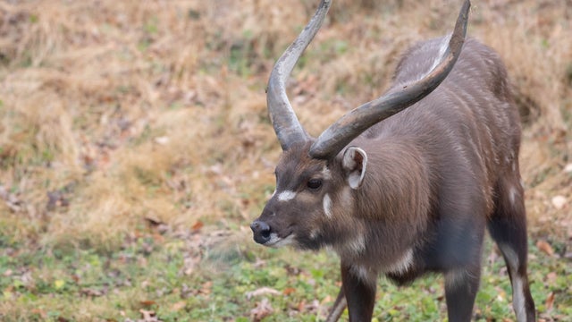 Sitatunga.jpg 