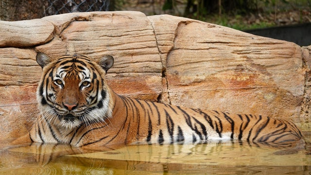 Eko the tiger is seen at the the Naples Zoo, in Naples, Florida 