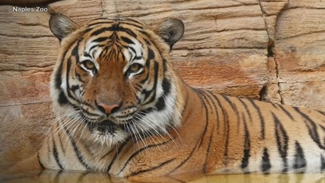 Tiger.jpg 