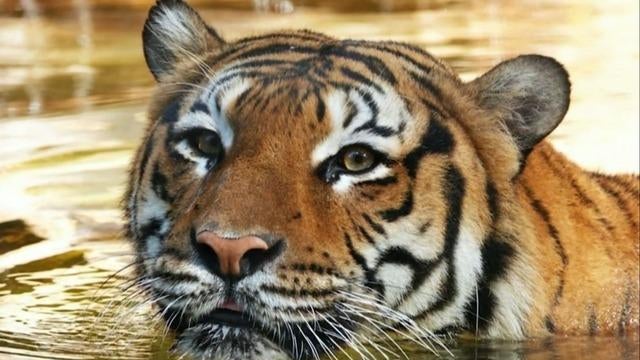 cbsn-fusion-tiger-killed-after-grabbing-mans-hand-at-florida-zoo-thumbnail-864887-640x360.jpg 