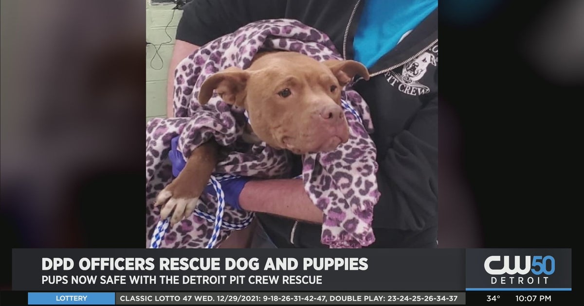 Detroit Police Officers Rescue Mom And Her Puppies From Abandoned Home ...