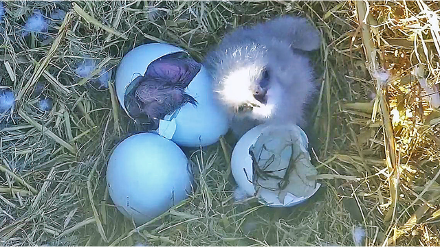 R1-R2-Baby-Bald-Eagles.png 