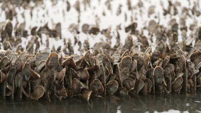 oysterfarming-865745-640x360.jpg 