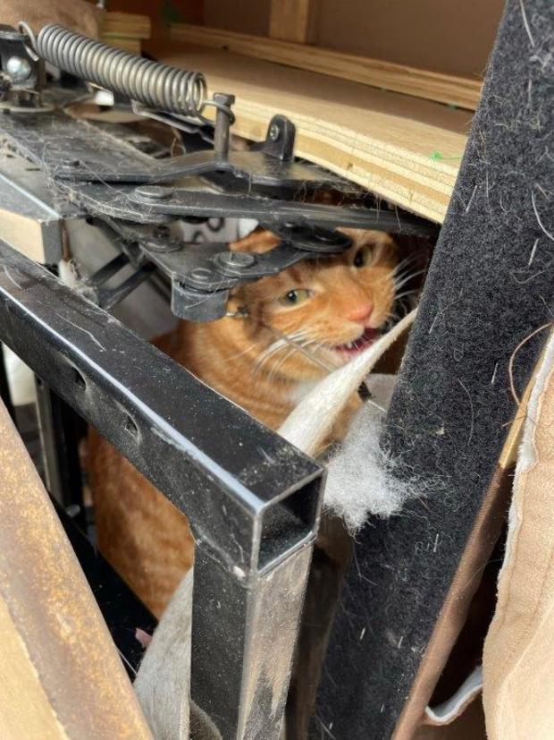 cat stuck in donated chair credit city of denver 