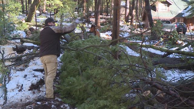 TREE-REMOVAL.jpg 