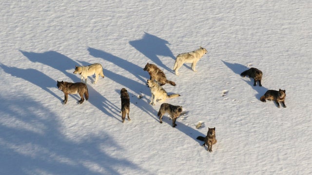 Yellowstone Wolves Killed 