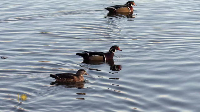 wood-ducks-869999-640x360.jpg 