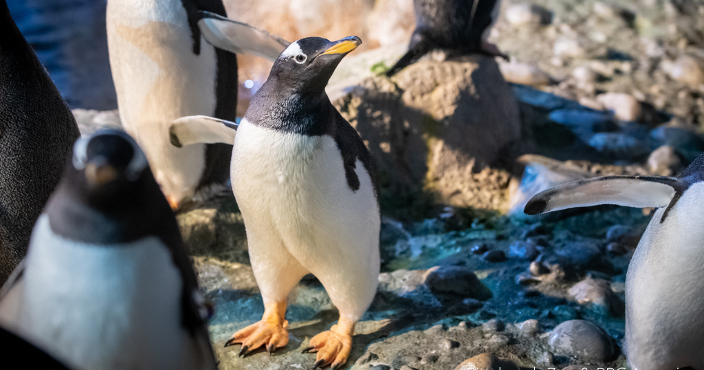 Floppy, The Unique One-Winged Penguin, Adapting To Life At Pittsburgh