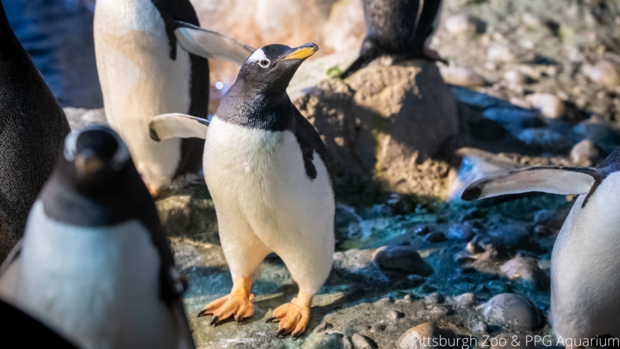 floppy-penguin-pittsburgh zoo 