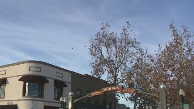 Downtown Sunnyvale Crows 